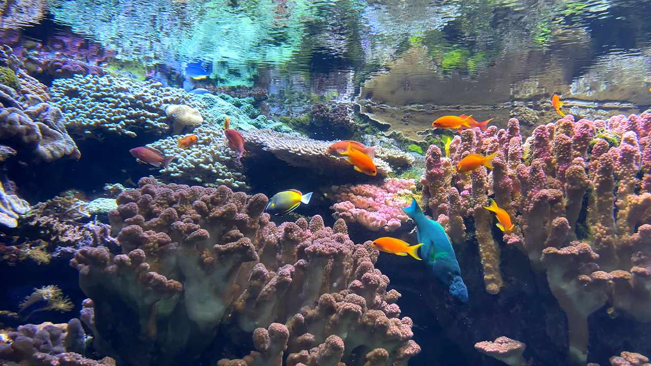 Exploring the Aquarium of the Pacific in Long Beach
